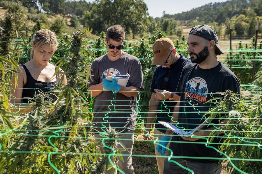 Cannabis Plant Phenotyping: Understanding Traits Through Modern Research Methods
