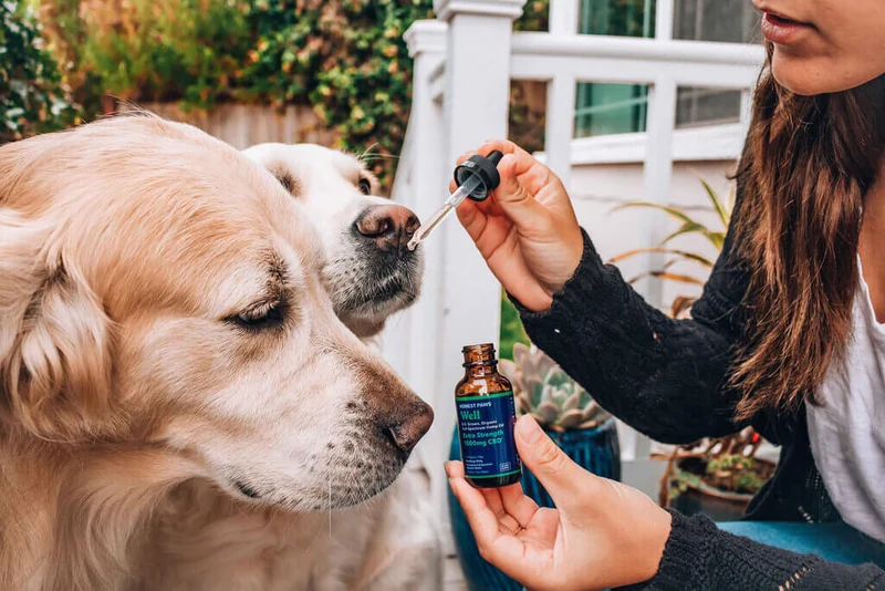 CBD Treats vs. CBD Oil for Dogs: Comparing Formats and Considerations